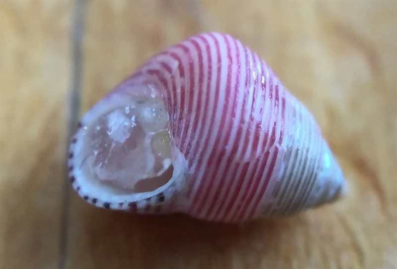 , Top Shell - Roseaplagis artizona, Roseaplagis artizona