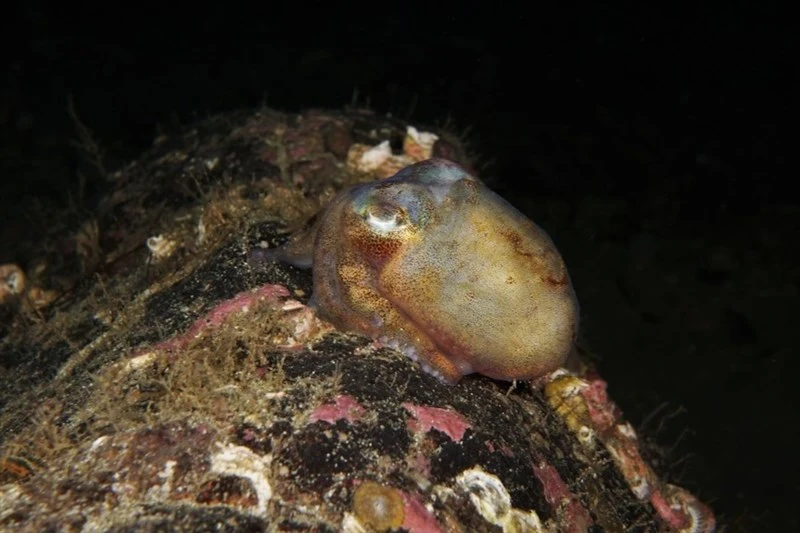 , Rossia glaucopis