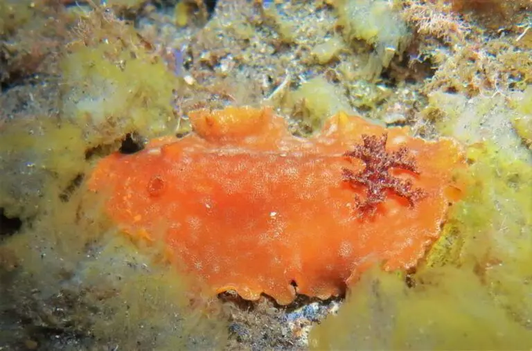Rotbraune Ledernacktschnecke - Platydoris argo