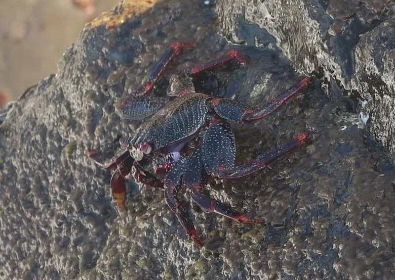Rote Felsenkrabbe Klippenkrabbe - Grapsus adscensionis