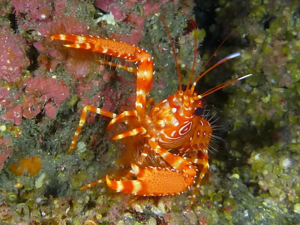 Roter Riffhummer - Enoplometopus antillensis