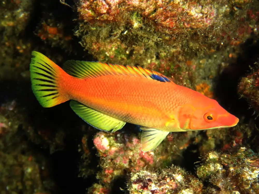 Roter Schweinsfisch - Bodianus scrofa