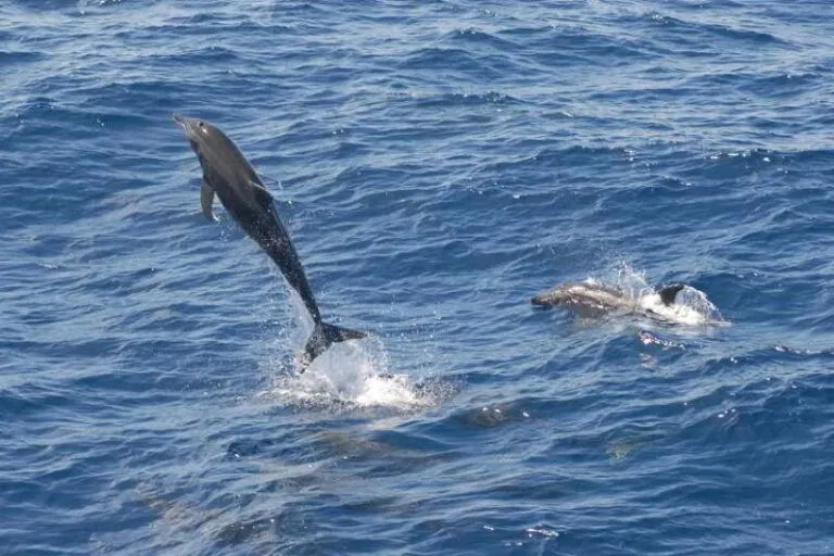 Rough-Toothed-Dolphin-species-Canary-Islands-Steno-bredanensis-Tenerife-whales-Gran-Canaria-Fuerteventura-Whale-watching-Lanzarote-La-Palma-Gomera-El-Hierro-Atlantic-Ocean-Canaries