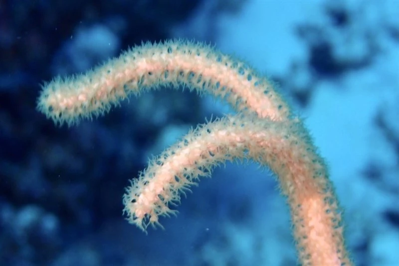 , Rumphella torta