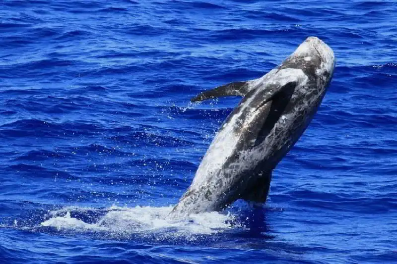 Rundkopfdelfin-Grampus-griseus-rissos-delfin-kanaren-kanarische-inseln-Teneriffa-Gran-Canaria-wale-arten-Fuerteventura-walarten-Lanzarote-La-Palma-Whalewatching-Gomera-El-Hierro