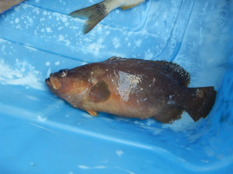 Whitespotted soapfish, Rypticus maculatus, Rypticus maculatus