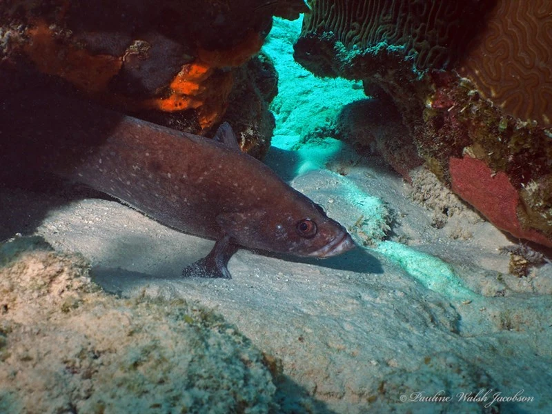 Spotted soapfish, Spotted Soapfish, Rypticus subbifrenatus