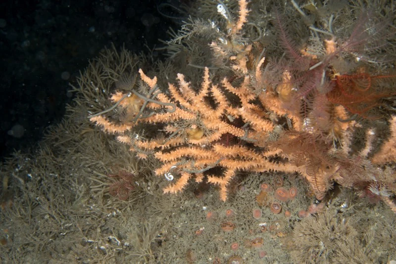 , Slender Peacock Worm, Sabella discifera