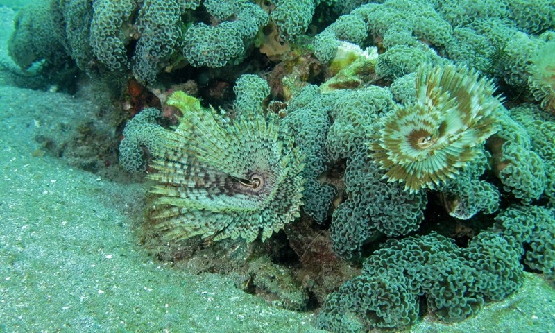, Featherduster Worm, Sabellastarte sanctijosephi