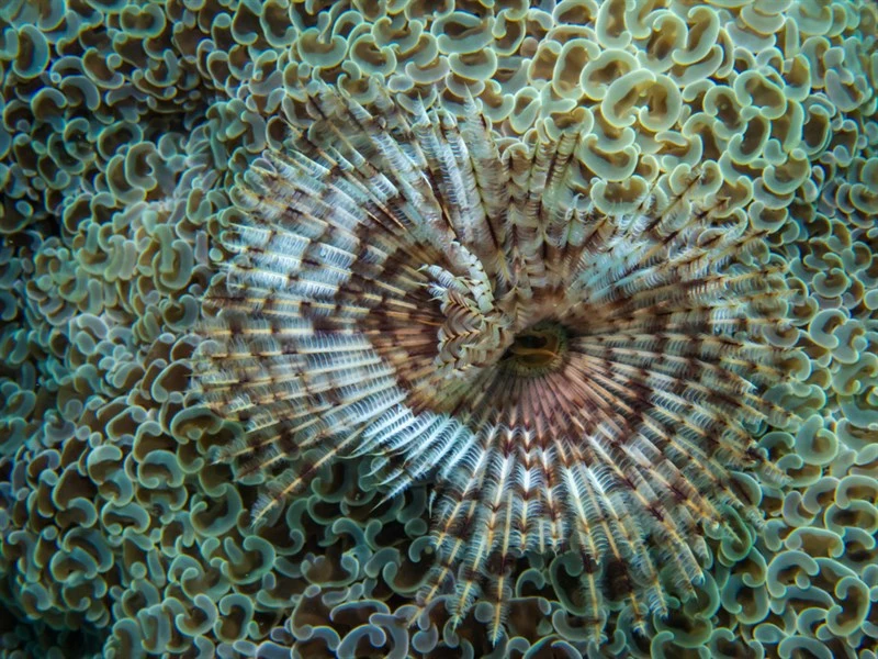, Tubeworm. Southern Fanworm, Sabellastarte spectabilis