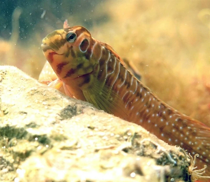 Peacock blenny, Peacock Blenny, Salaria pavo