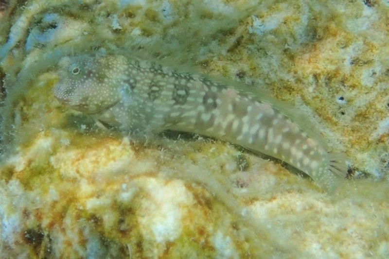 White-spotted blenny, White-spotted Blenny, Salarias alboguttatus