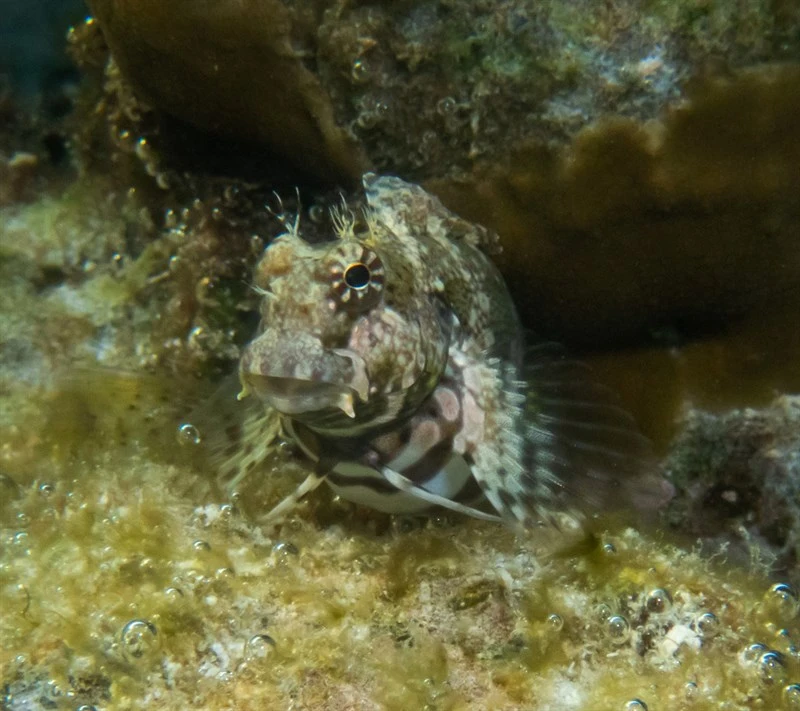 Jewelled blenny, Banded Blenny, Banded Jewelled-Blenny, Jewelled Rockskipper, Salarias fasciatus