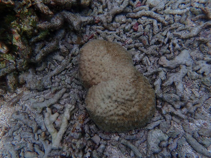 , Stony Coral, Sandalolitha robusta