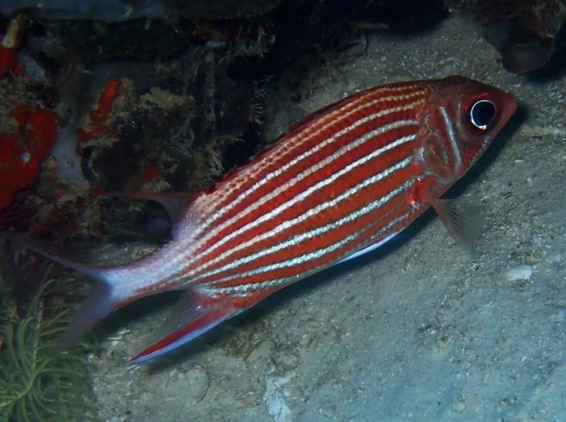 Crown squirrelfish, Crowned Squirrelfish, Crown Squirrelfish, Nannygai, Red Squirrelfish, Sargocentron diadema