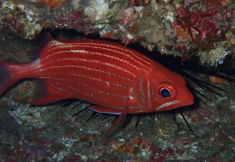 Samurai squirrelfish, Samurai Squirrelfish, Sargocentron ittodai