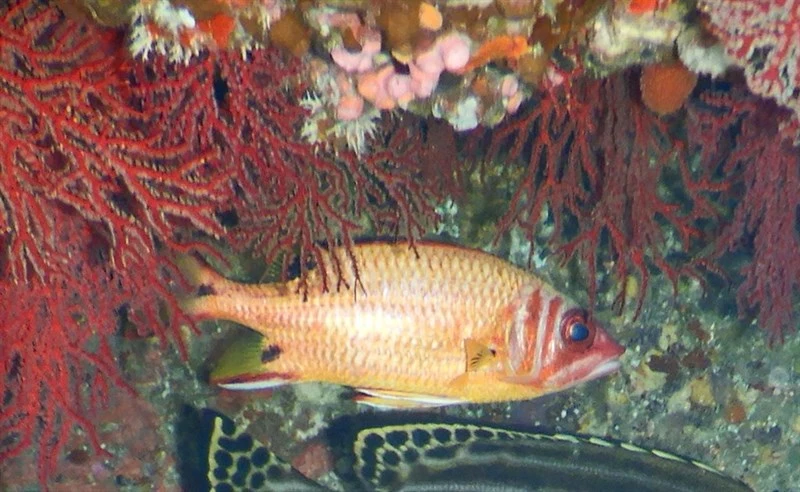 Blackblotch squirrelfish, Blackblotch Squirrelfish - Sargocentron melanospilos, Sargocentron melanospilos