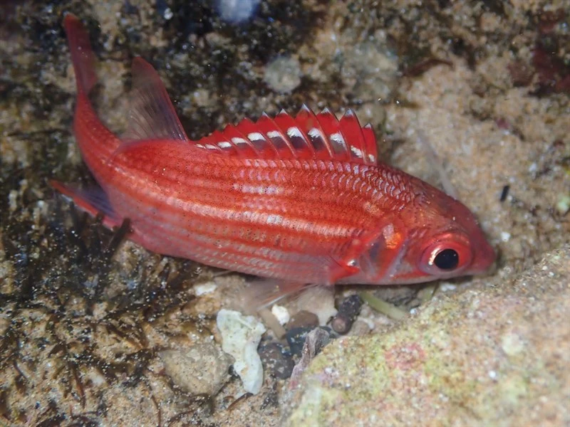 Speckled squirrelfish, Speckled Squirrelfish, Whitespotted Squirrelfish, Sargocentron punctatissimum