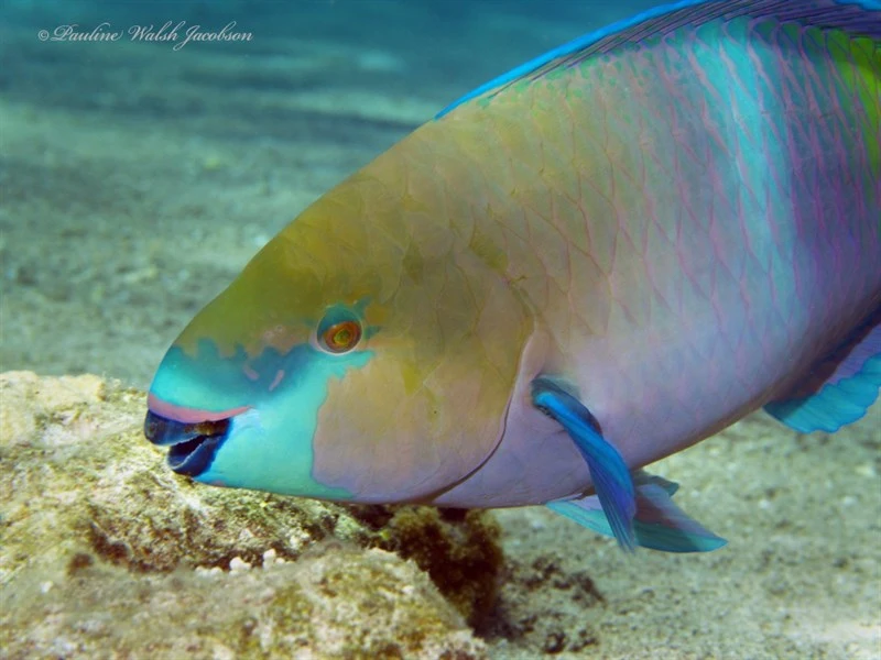 Rusty parrotfish, Rusty Parrotfish, Scarus ferrugineus
