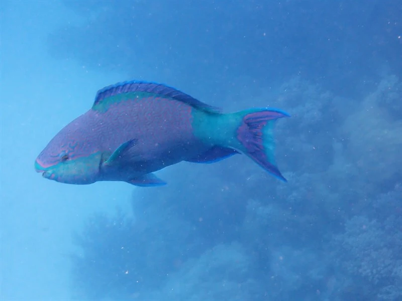 Bridled parrotfish, Bridled Parrotfish, Scarus frenatus