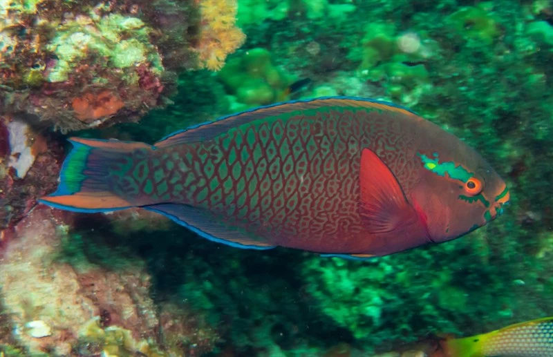 Dusky parrotfish, Dusky Parrotfish, Scarus niger
