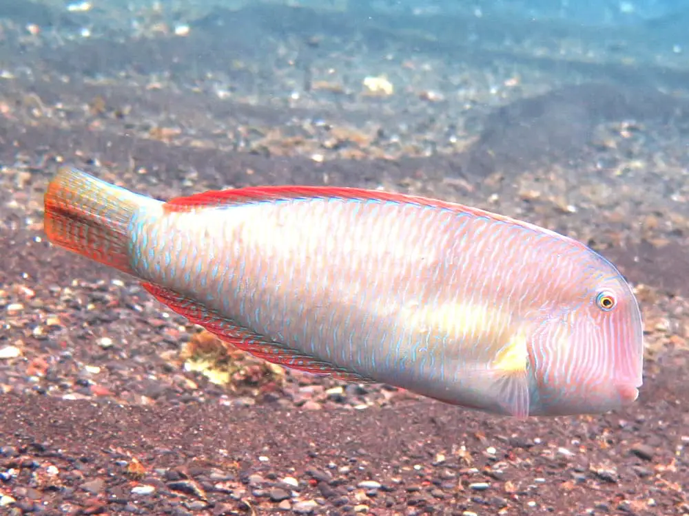 Schermesserfisch - Xyrichtys novacula