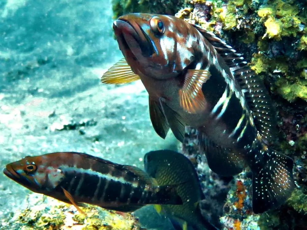Schwarzschwanzbarsch Königs-Sägebarsch - Serranus atricauda