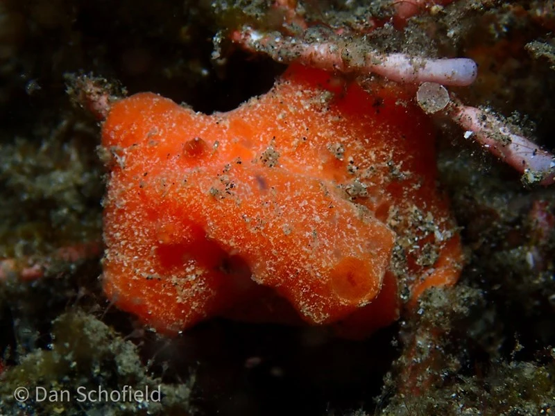 , Sponge Sclerodoris, Red Lattice Slug, Sclerodoris tuberculata