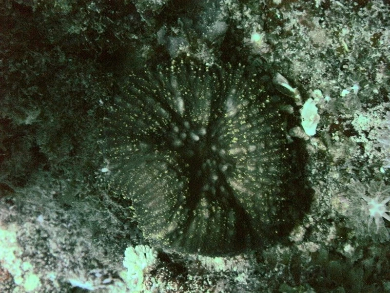, Sclerophyllia Margariticola, Sclerophyllia margariticola