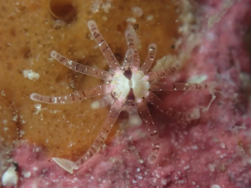 , Scolanthus scamiti
