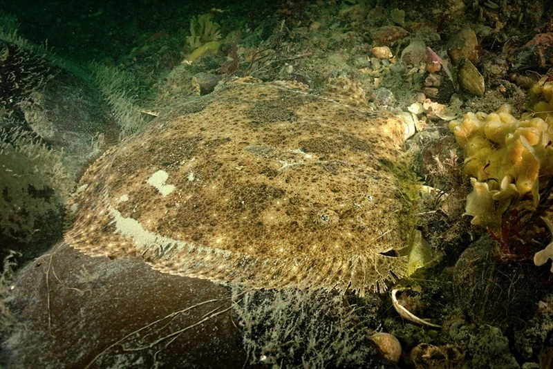 Brill, , Scophthalmus rhombus