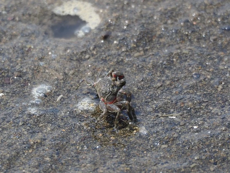 , Scopimera longidactyla, Scopimera longidactyla