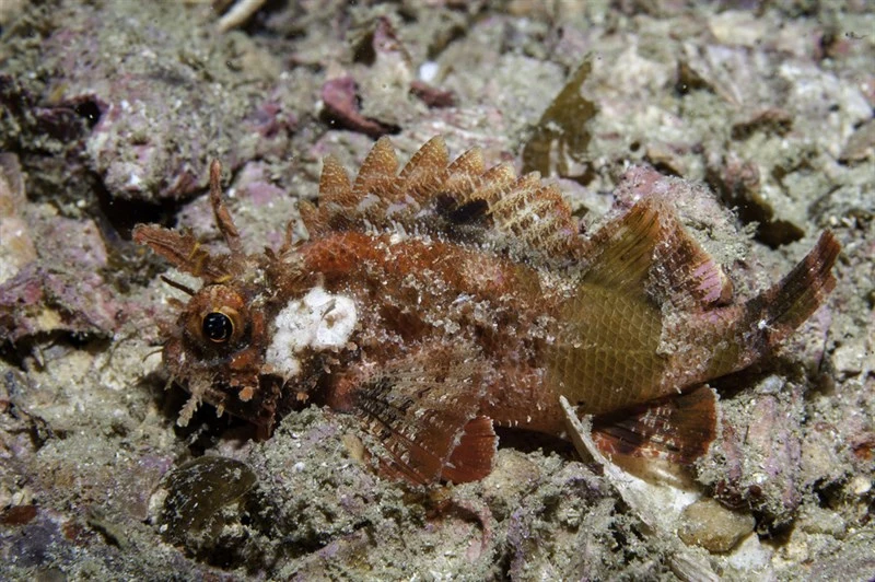 Goosehead scorpionfish, Goosehead Scorpionfish, Scorpaena bergii
