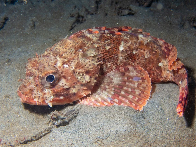 California scorpionfish, California Scorpionfish, Scorpaena guttata