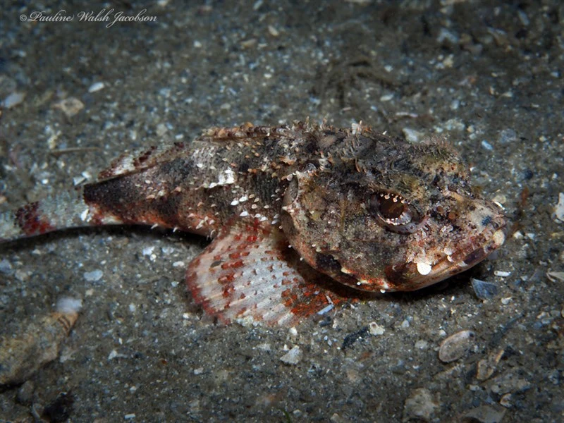 Mushroom scorpionfish, Mushroom Scorpionfish, Scorpaena inermis