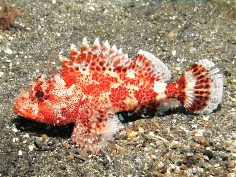 Scorpaena-maderensis-bild-madeira-Drachenkopf-tauchen-kanaren-kanarische-inseln-atlantik-mittelmeer-knochenfische-arten