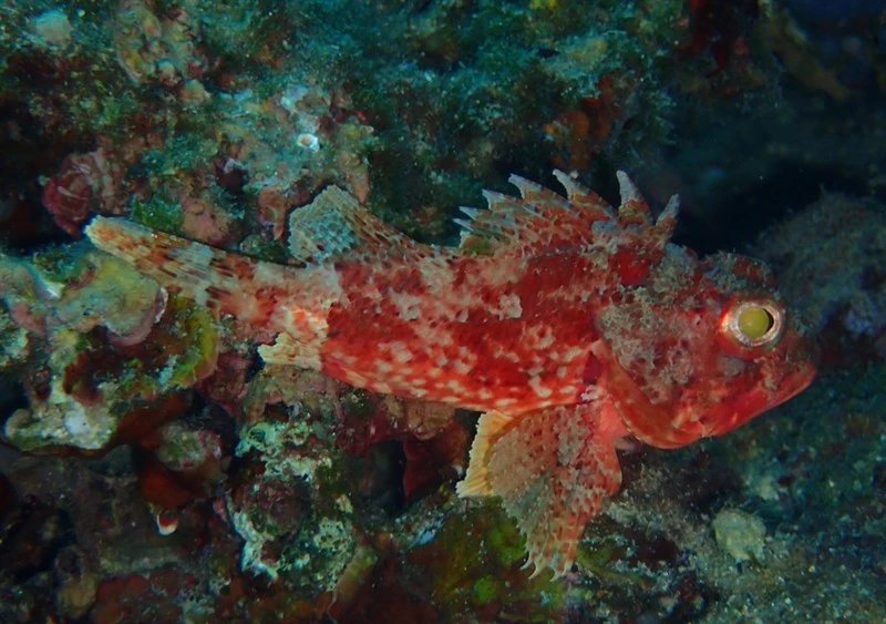 Small red scorpionfish, Small Red Scorpionfish, Scorpaena notata