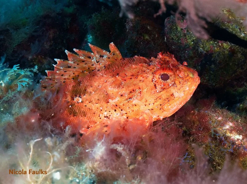 Black Scorpionfish Scorpaena Porcus