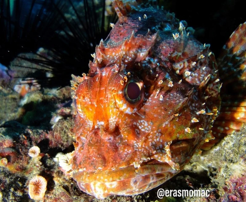 , Scorpaena thomsoni