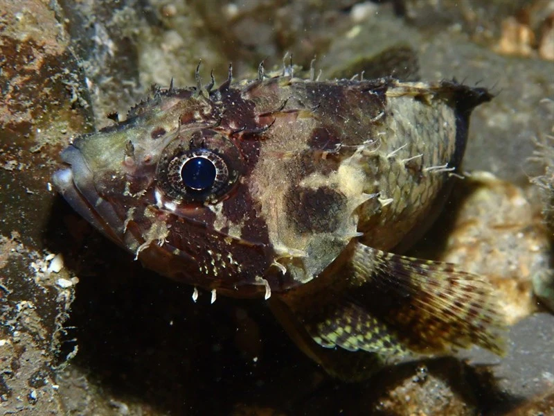 Guam scorpionfish, Guam Scorpionfish - Scorpaenodes guamensis, Scorpaenodes guamensis