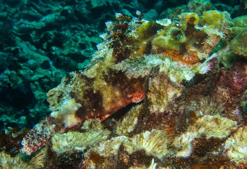 Tassled scorpionfish, Tasseled Scorpionfish, Smallscale Scorpionfish, Scorpaenopsis oxycephalus