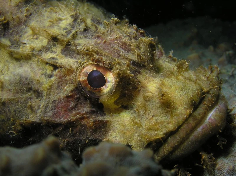 Poss's scorpionfish, Poss's Scorpionfish, Poss' Scorpionfish - Scorpaenopsis possi, Scorpaenopsis possi
