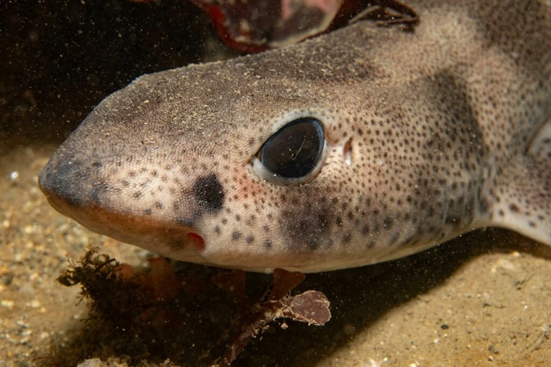 Lesser spotted dogfish, Small-spotted Catshark, Lesser Spotted Dogfish, Scyliorhinus canicula