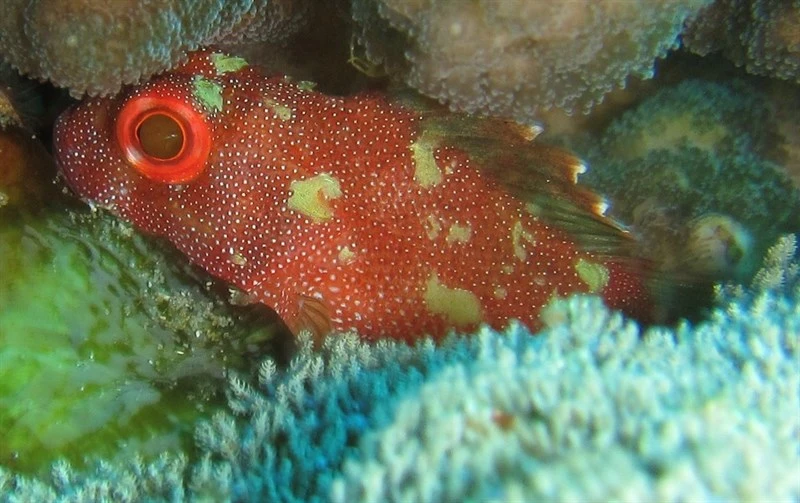 Yellowspotted scorpionfish, Coral Scorpionfish , Yellowspotted Scorpionfish, Bicolor Rosefish, Sebastapistes cyanostigma