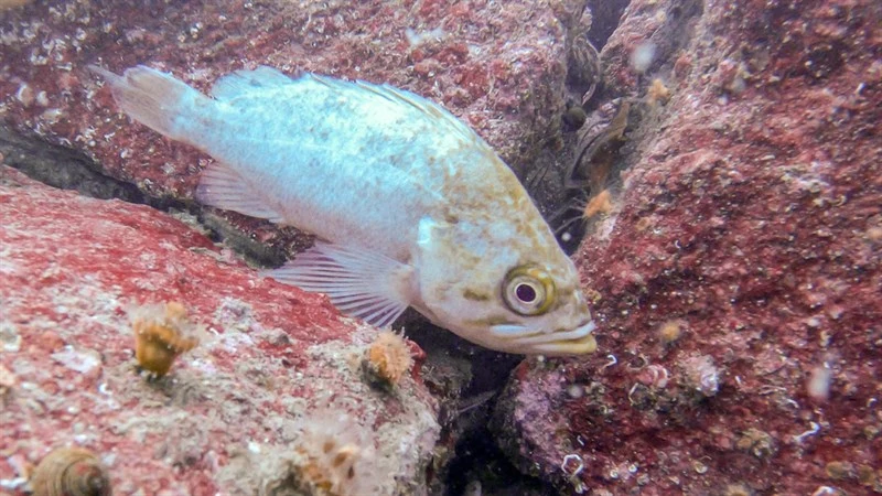 Kelp rockfish, Kelp Rockfish, Sebastes atrovirens