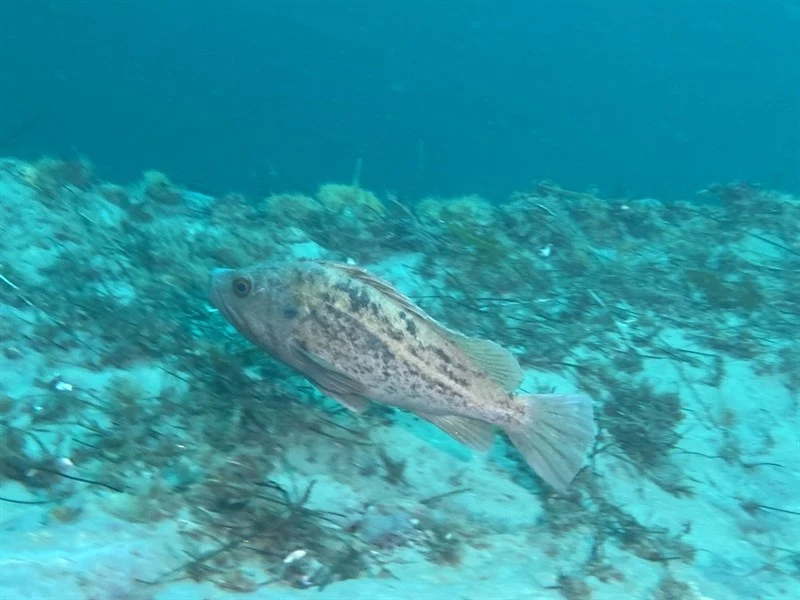 Brown rockfish, Brown Rockfish, Sebastes auriculatus