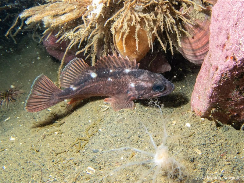 Patagonian redfish, , Sebastes oculatus