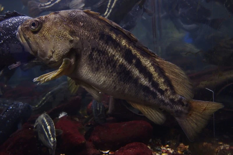 , Sebastes trivittatus