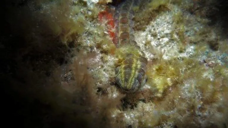 Beaded Sea Cucumber – Euapta lappa