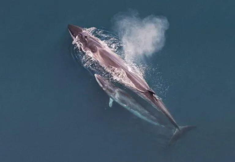 Sei-Whale-Species-Canary-Islands-Balaenoptera-borealis-Tenerife-Gran-Canaria-Fuerteventura-Whale-watching-Lanzarote-Canaries-La-Palma-Gomera-El-Hierro-Atlantic-Ocean